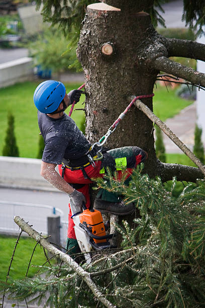 Best Tree and Shrub Care  in Wrightsboro, NC