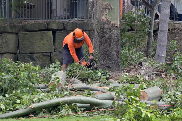 Best Root Management and Removal  in Wrightsboro, NC