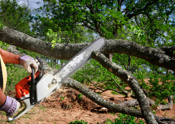 Wrightsboro, NC Tree Services Company